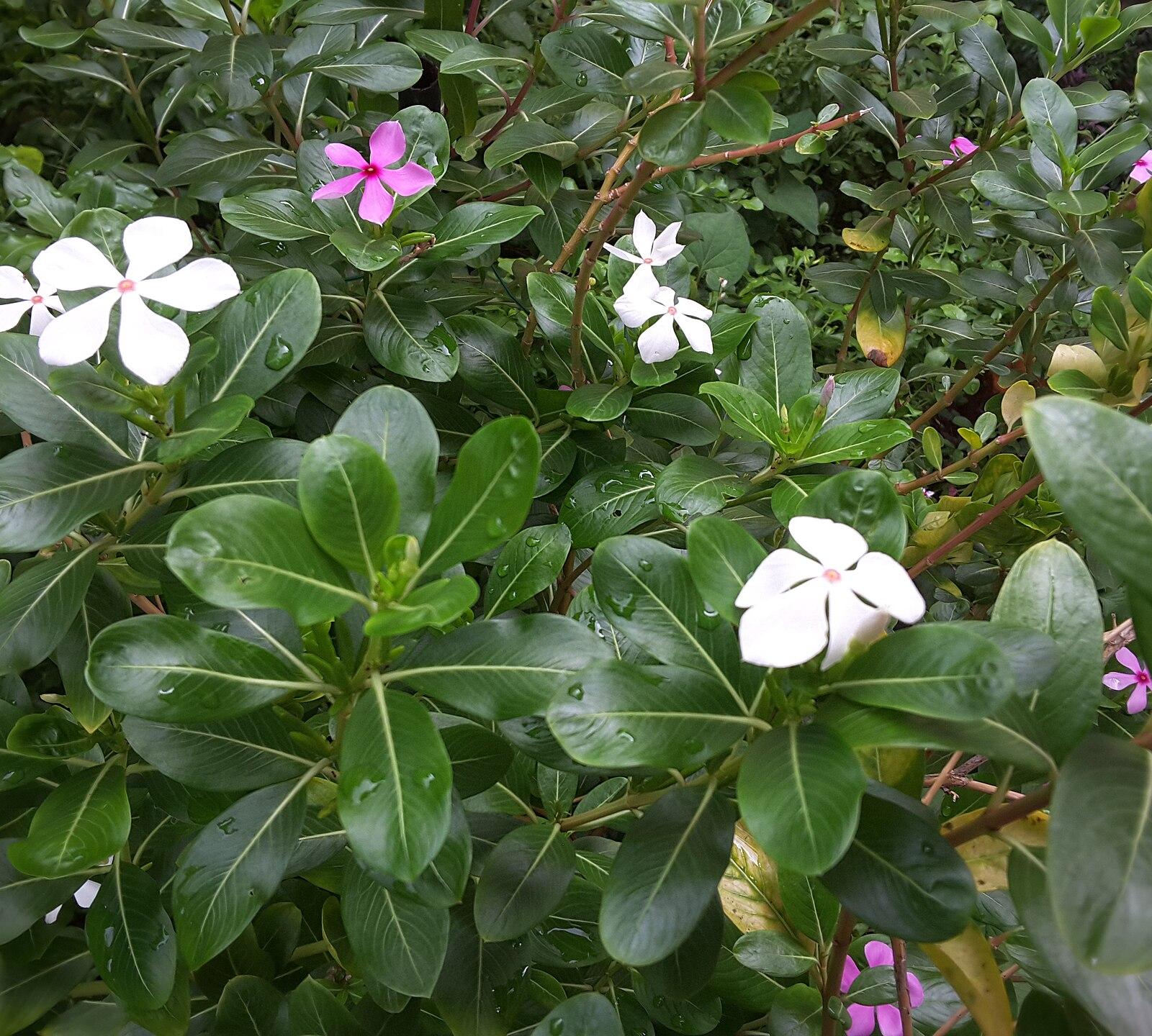 Periwinkle in Singapore